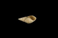 流紋蜷藏品圖，第3張